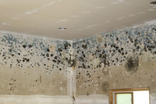 MOLD BECOMES GROWING PROBLEM